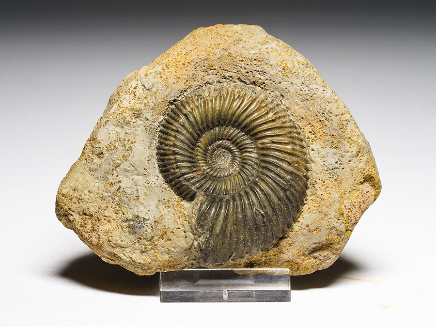 Ammonit aus Kinding