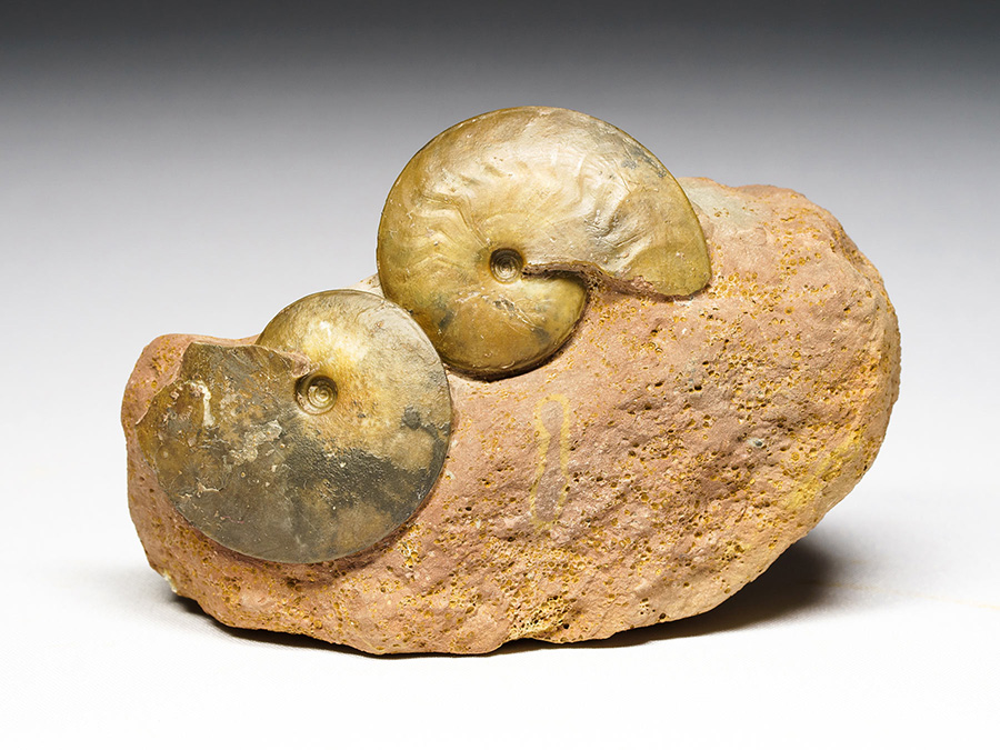 Ammonitenstufe aus Sengenthal
