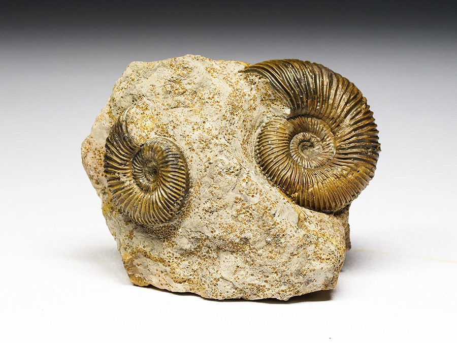 2 Ammoniten aus Kinding