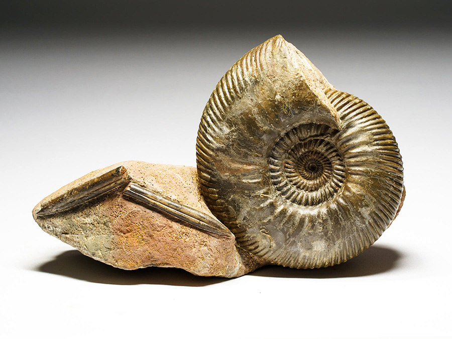 Ammonit mit Belemnit