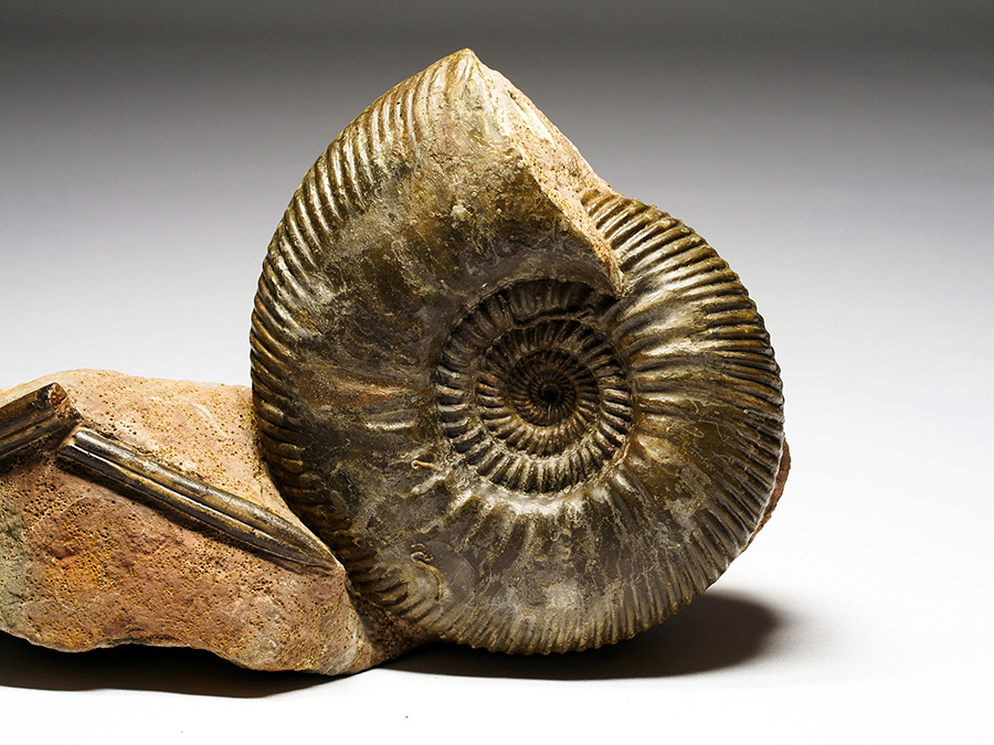 Ammonit mit Belemnit
