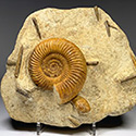 Ammonitenstufen aus England und der Schweiz
