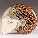 Ammoniten aus Madagaskar