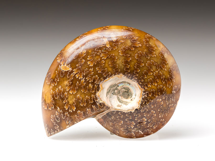 geschliffener Ammonit aus der Kreidezeit von Madagaskar