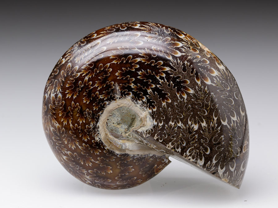 geschiffener Ammonit - Ptychophylloceras cf. Subptychoicum
