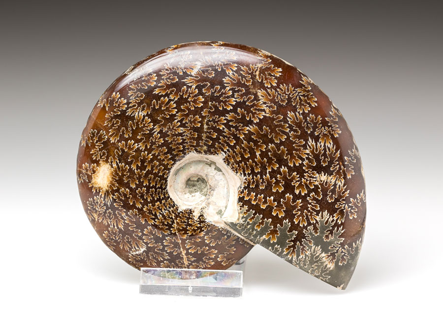 geschliffener Ammonit aus der Kreidezeit von Madagaskar