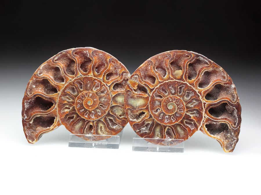 Ammonitenpaar - Pseudosonneratia sakalava
