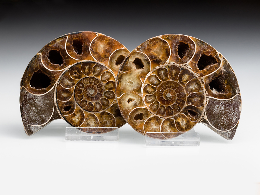 Ammonitenpaar -Desmoceras latidorsatum