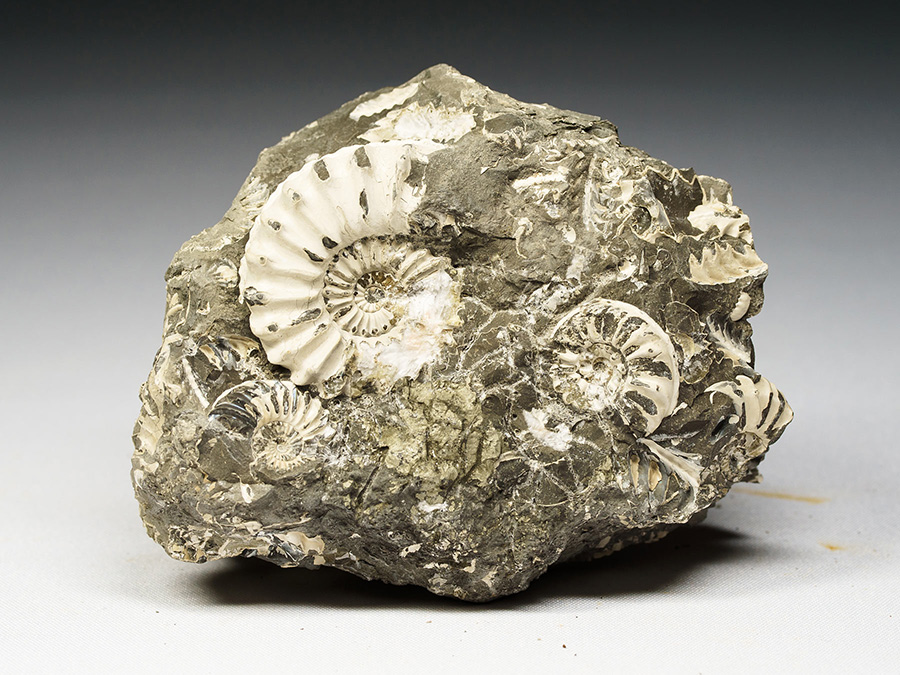 Massenansammlung von Ammoniten: Pleuroceras spinatum