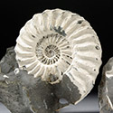 Ammoniten aus Unterstrmig
