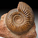 Ammoniten aus dem Dogger von Sengenthal