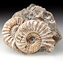 Ammoniten aus Oberfranken