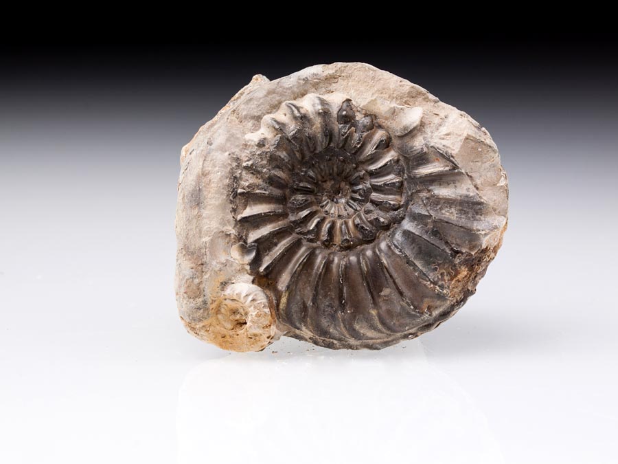 Ammonit aus Deutschland