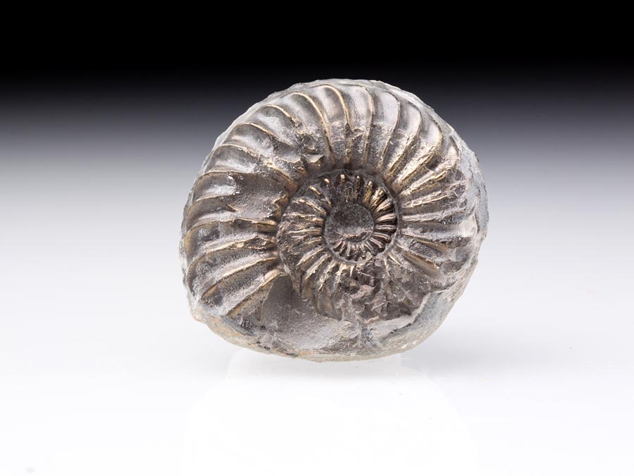 Ammonit aus Deutschland