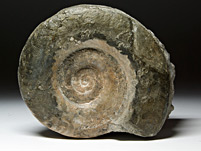 Ammonit aus Frankreich
