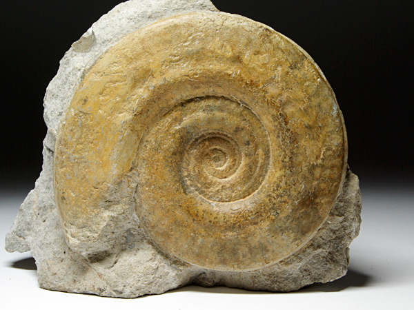 Ammonit aus Airvault, Frankreich