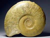 Ammonit aus Frankreich