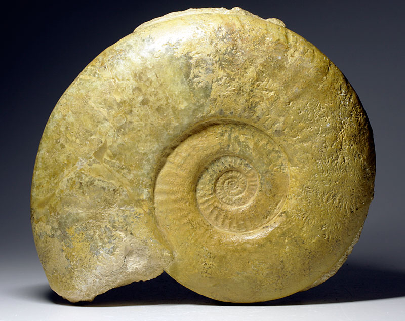Ammonit aus Airvault, Frankreich