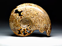 Ammonit aus Marokko