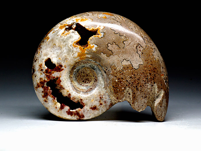 geschliffener Ammonit aus Marokko
