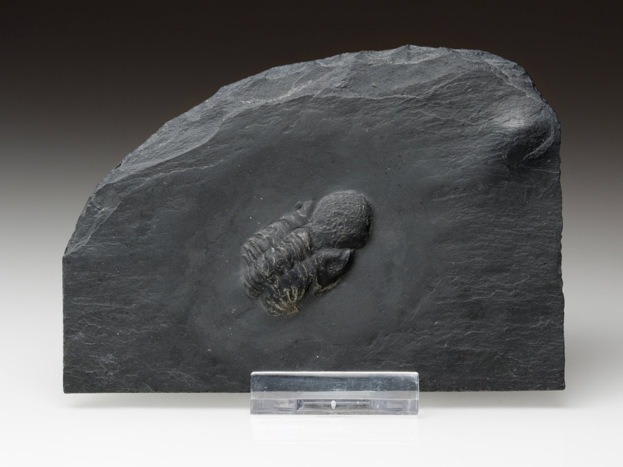 Trilobit aus dem Bundenbacher Schiefer