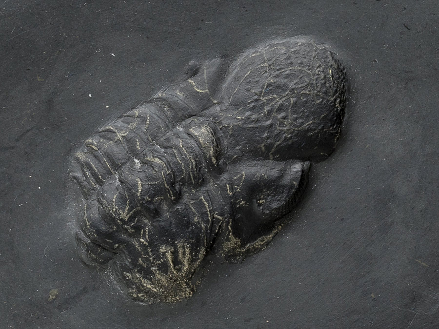 Trilobit aus dem Bundenbacher Schiefer