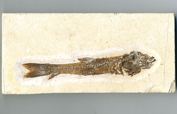 versteinerter Fisch, Dastilbe elongatus