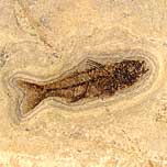 versteinerter Fisch, Dapalis macrurus