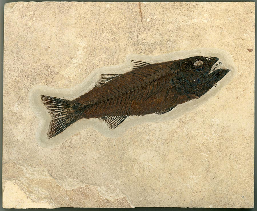 versteinerter Fisch aus Wyoming
