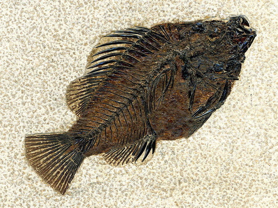 versteinerter Fisch aus Wyoming (Barsch)
