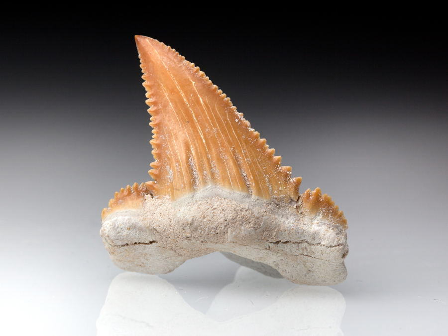 Zahn vom Urahne des Weien Hais: Palaeocarcharodon