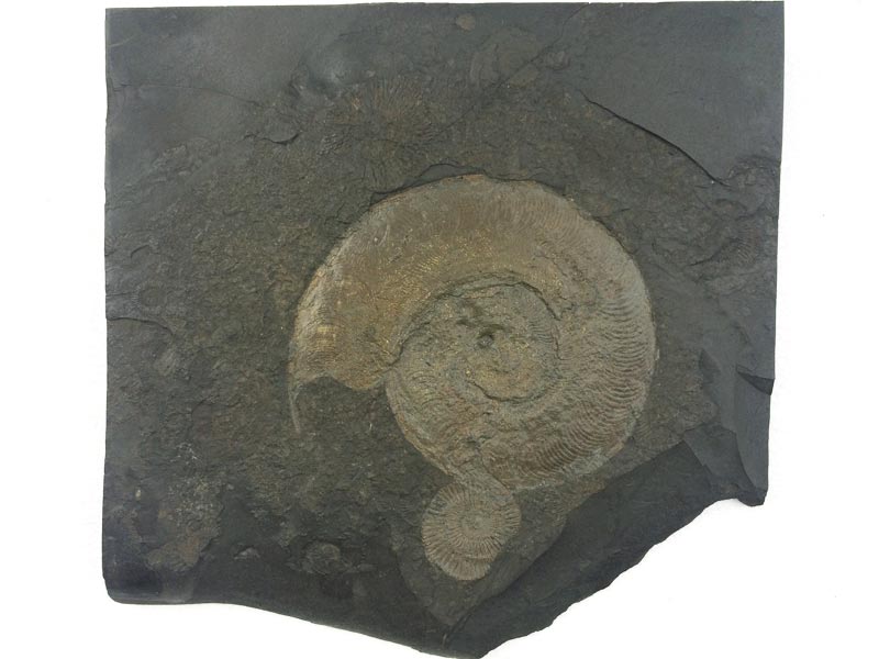 Ammonit aus dem Posidonienschiefer von Holzmaden