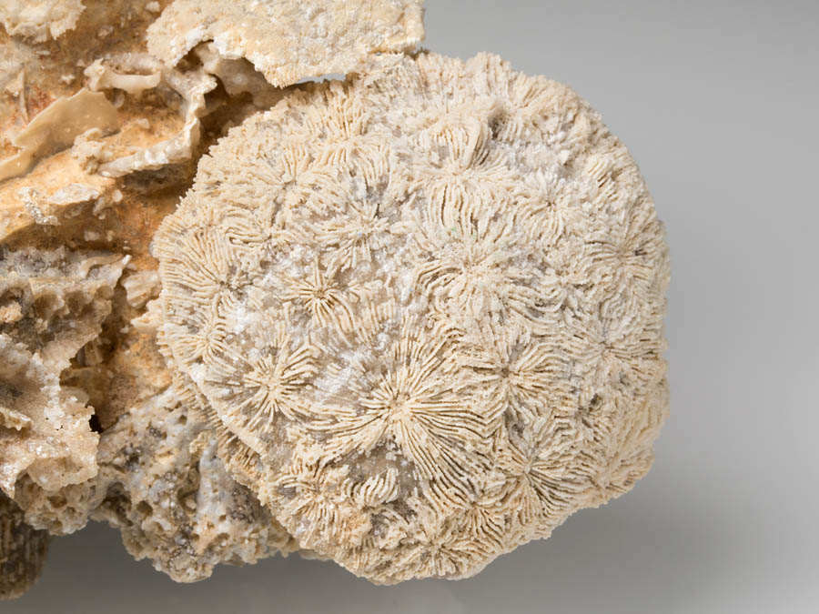 Korallenstufe mit Protoseris, Isastrea und Dermosmilia