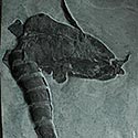 Seeskorpion (Eurypterus) aus dem Silur
