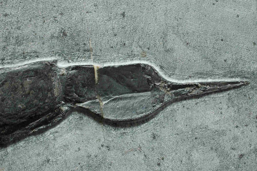 Seeskorpion (eurypterus) aus dem Silur