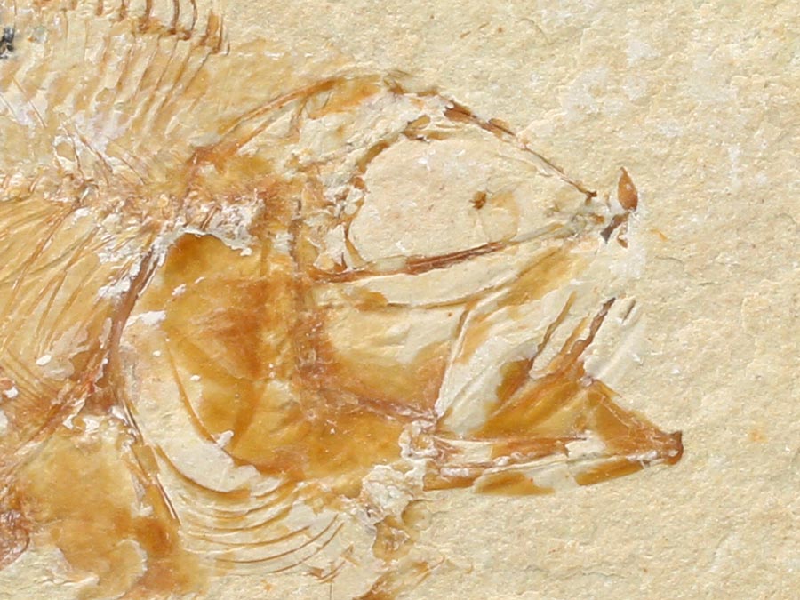 Knochenfisch: Pseudoberyx 