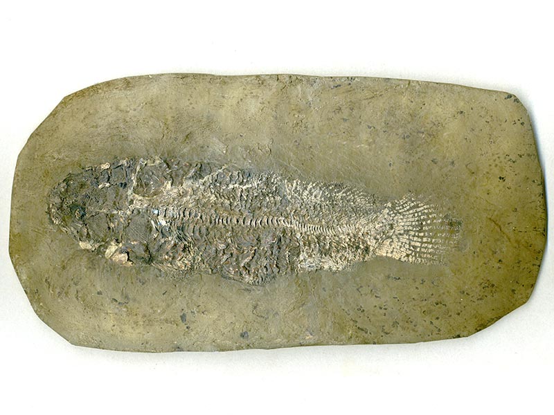 Schlammfisch aus der Grube Messel