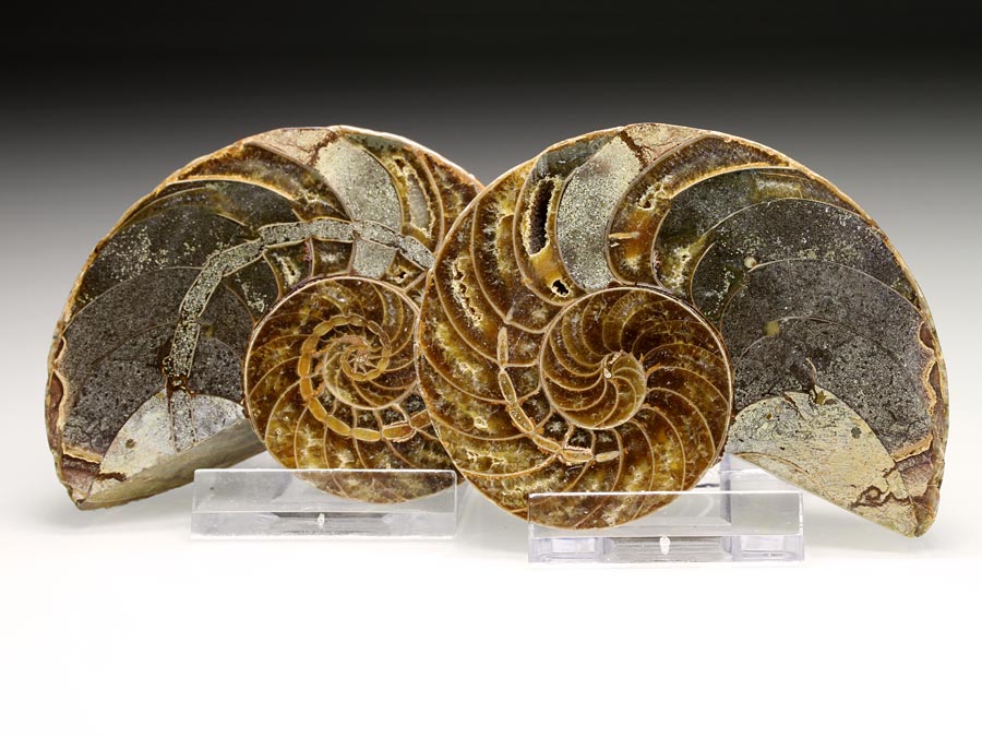 Nautilus cymatocera