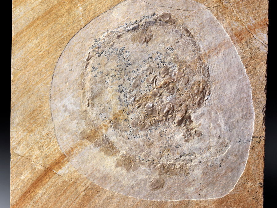 Rankenfukrebse auf Ammonit