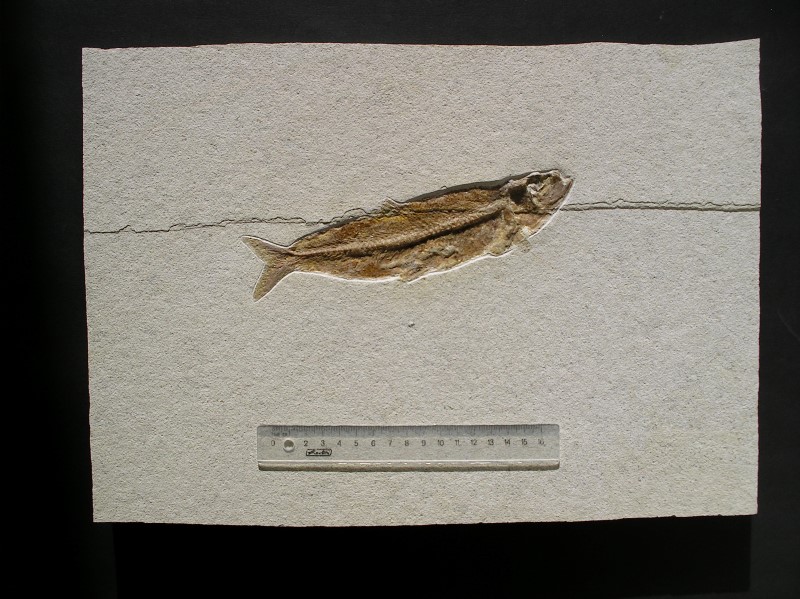 Knochenfisch: Tharsis dubius
