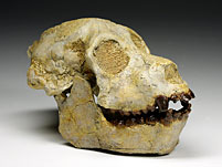 Schdel eines Australopithecus (Paranthropus) boisei
