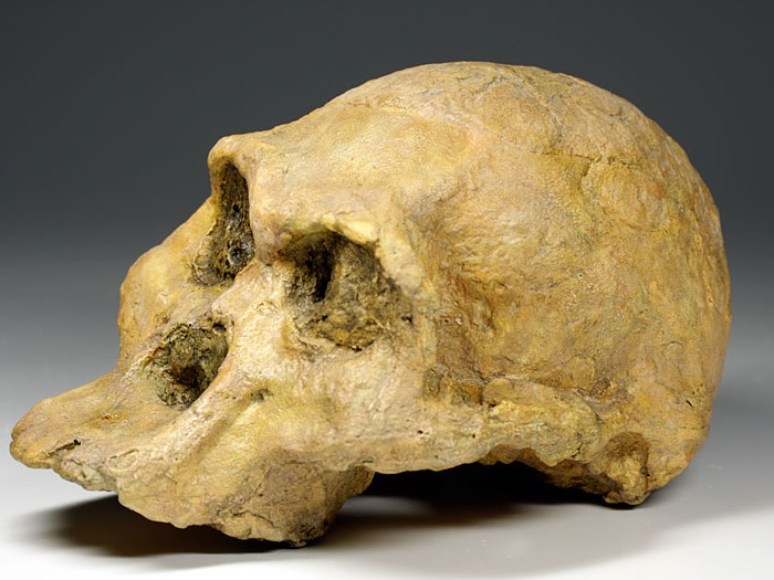 Schdel eines Australopithecus africanus ("Mrs. Ples")