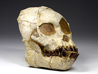 Schdel mit Unterkiefer eines Australopithecus africanus (Taung Baby)