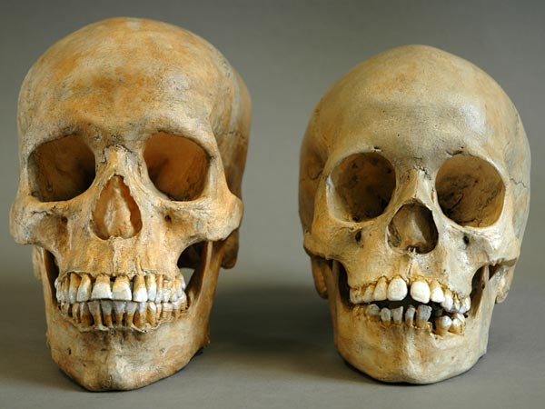Homo sapiens sapiens, jugendlich und adult