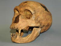 Homo sapiens neanderthalensis, Schdel mit Unterkiefer