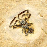 Spinne aus der Santana Formation