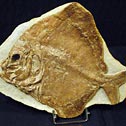 versteinerter Fische aus Brasilien