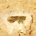 Insekten aus der Santana Formation