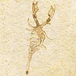 Skorpion aus der Santana Formation