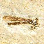 Libelle aus der Santana Formation